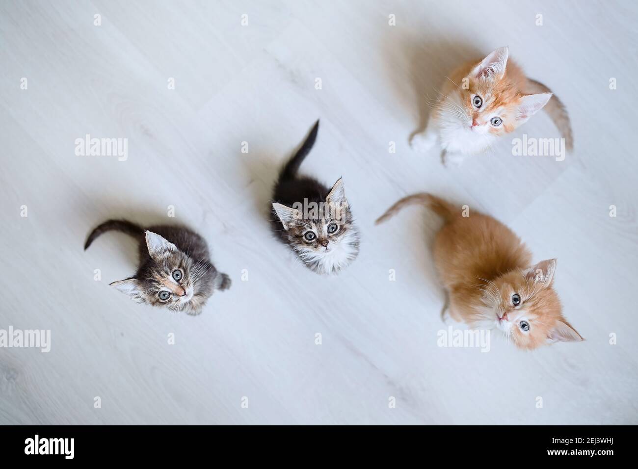 Affamati quattro piccoli gattini con cercare e aspettare il cibo Foto Stock
