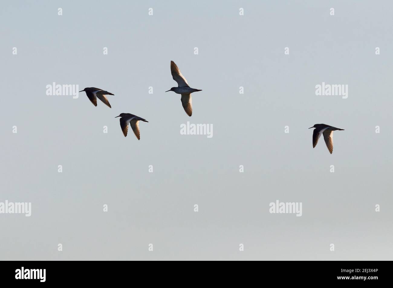 Gregge di stanghetto comune (Tringa totanus) che sorvola la laguna marina di Estany Pudent nel Parco Naturale di Ses Salines (Formentera, Isole Baleari, Spagna) Foto Stock