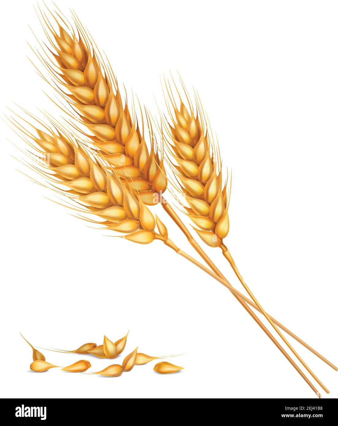 Pikelets giallo mature realistici e grani di composizione di grano sopra immagine vettoriale 3d su sfondo bianco Illustrazione Vettoriale