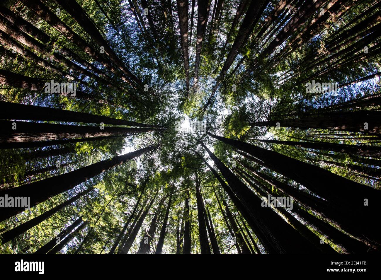 La luce solare brillante splende attraverso il baldacchino di sequoie costiere, Sempervirens Sequoia, fiorente in una foresta sana a Mendocino, California. Foto Stock