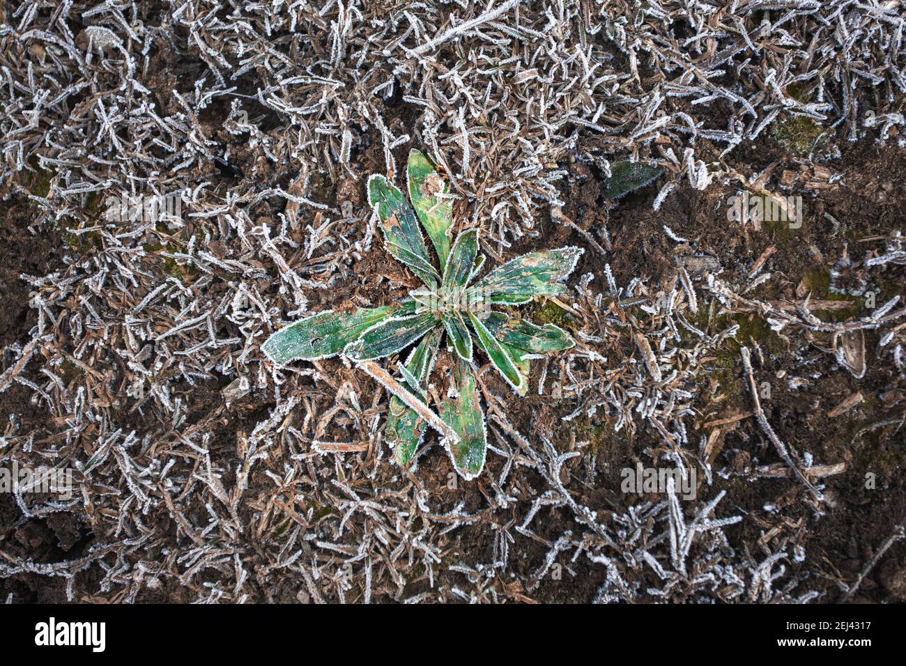 Dettalle de una pequena planta entre muchas hojas congeladas. Foto Stock