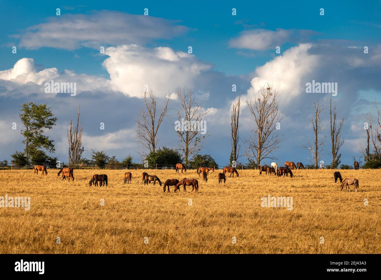 Mandria di cavalli sul pascolo in estate. Bestiame di cavallo purosangue sul ranch. Cielo drammatico con nuvole. Scena rurale Foto Stock