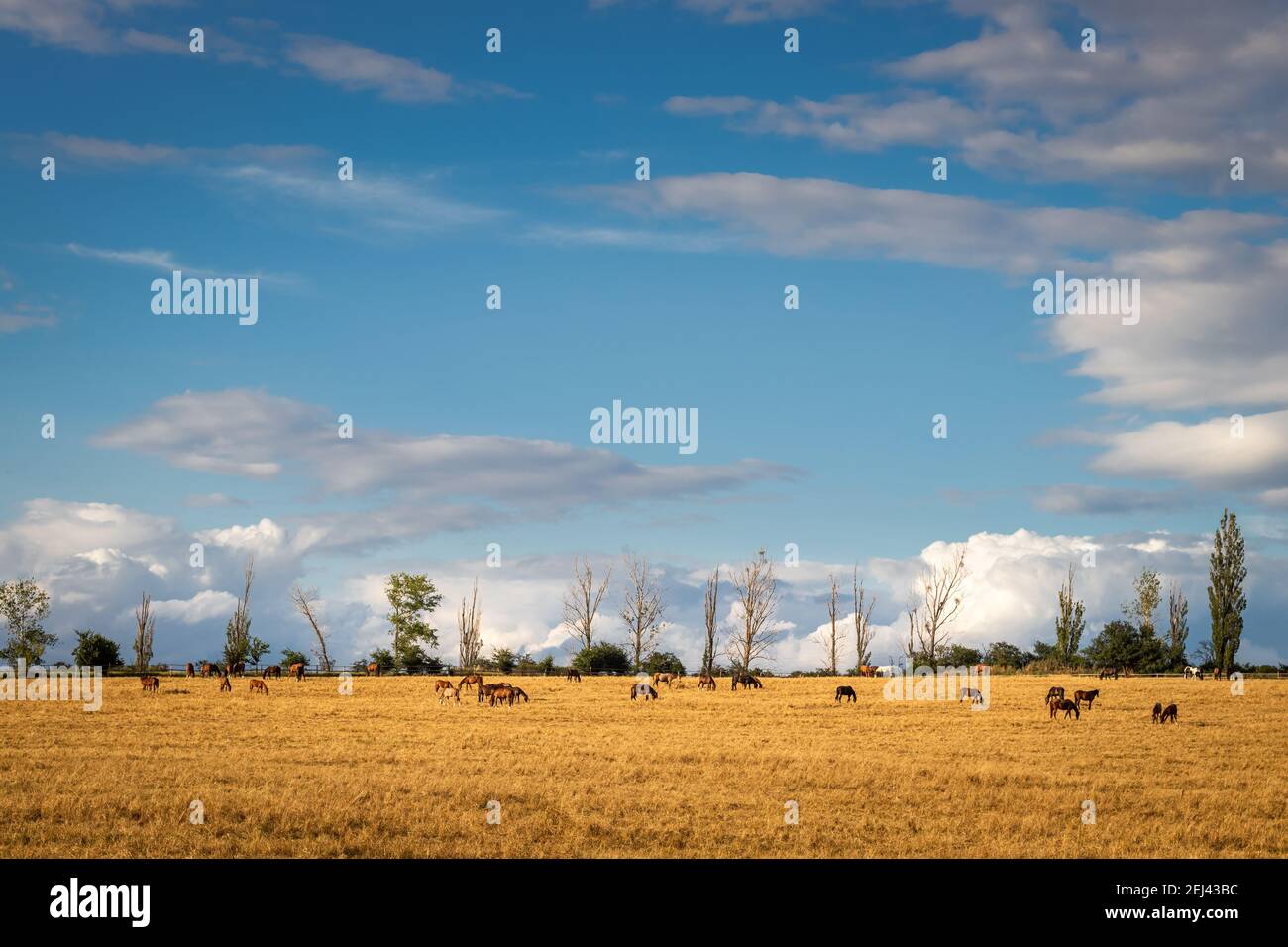 Pascolo con mandria di cavalli durante la stagione estiva di siccità. Ranch con cavalli da pascolo. Scena rurale con cielo nuvole blu Foto Stock