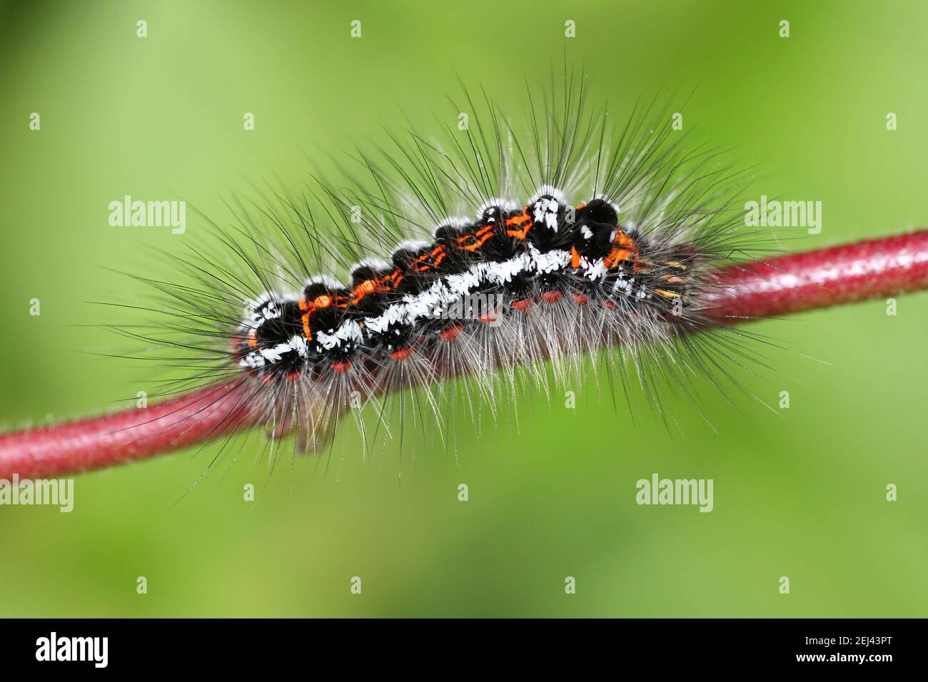 Giallo-tail Euproctis similis caterpillar Foto Stock