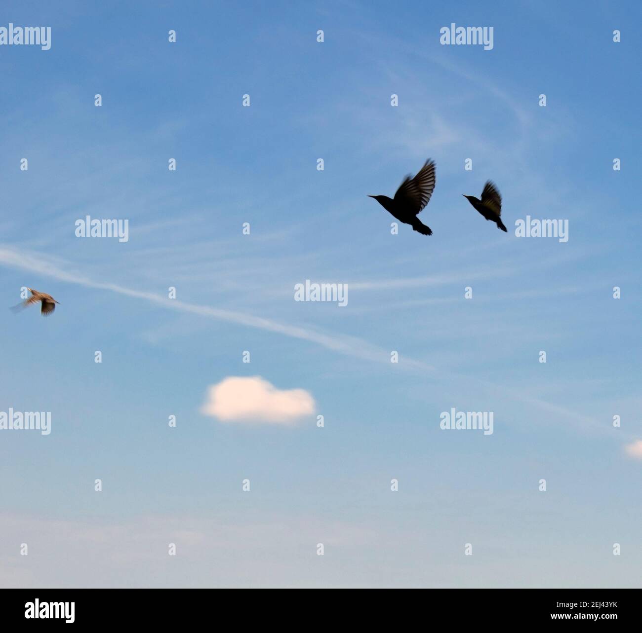 Uccelli in volo in un cielo blu Foto Stock