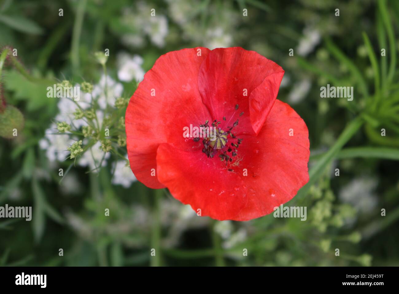 Papavero a Trentham Gardens Foto Stock