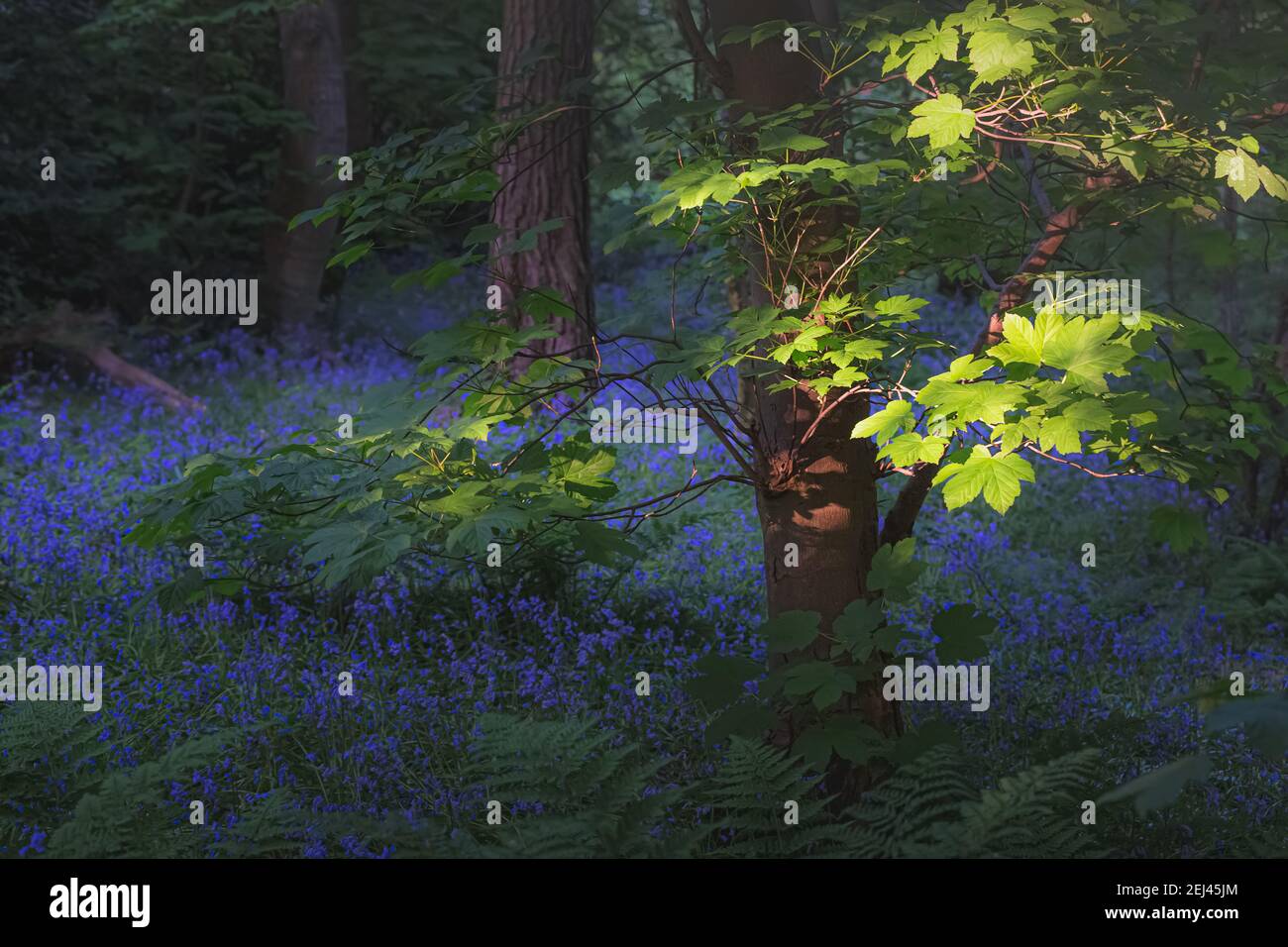 Fiaccato di luce e di fondo di foresta di bluebells (Hyacinthoides) a Ravelston Woods Woods a Edimburgo, Scozia. Foto Stock
