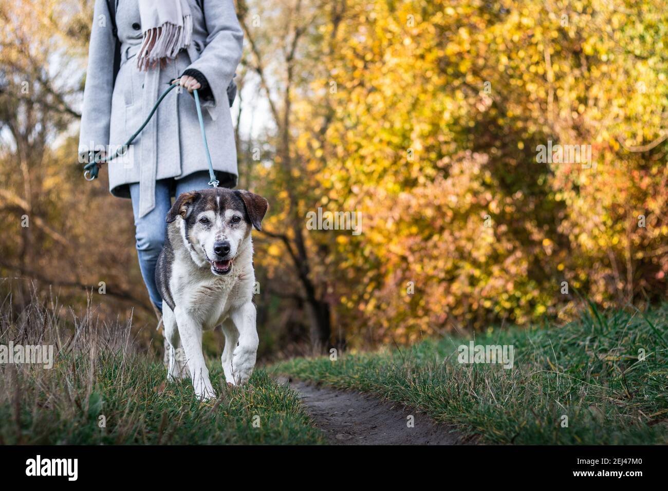 Donna che cammina con il cane nel parco autunnale. PET proprietario con il suo migliore amico animale durante la passeggiata in natura Foto Stock