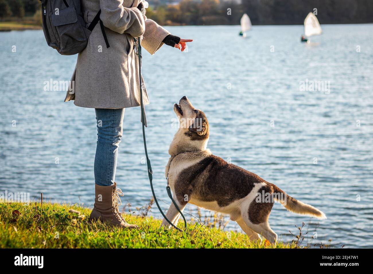 Il proprietario dell'animale domestico addestrando la sua obbedienza del cane e l'agilità all'aperto. Allenatore animale e cane che gioca in natura Foto Stock