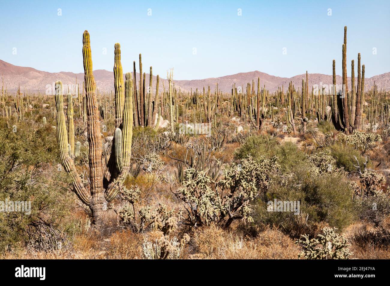 Pletora di cardon e cactus più piccoli sulla penisola di Baja California, Messico Foto Stock