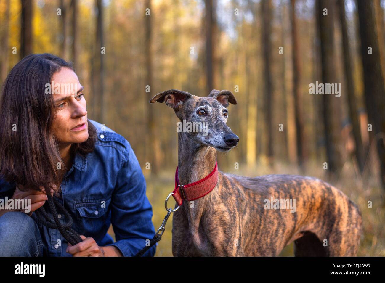 Greyhound e proprietario femminile di animali domestici. Fuoco selettivo sul cane. Galgo spagnolo che guarda via. Donna e il suo cane durante la passeggiata in foresta in autunno Foto Stock