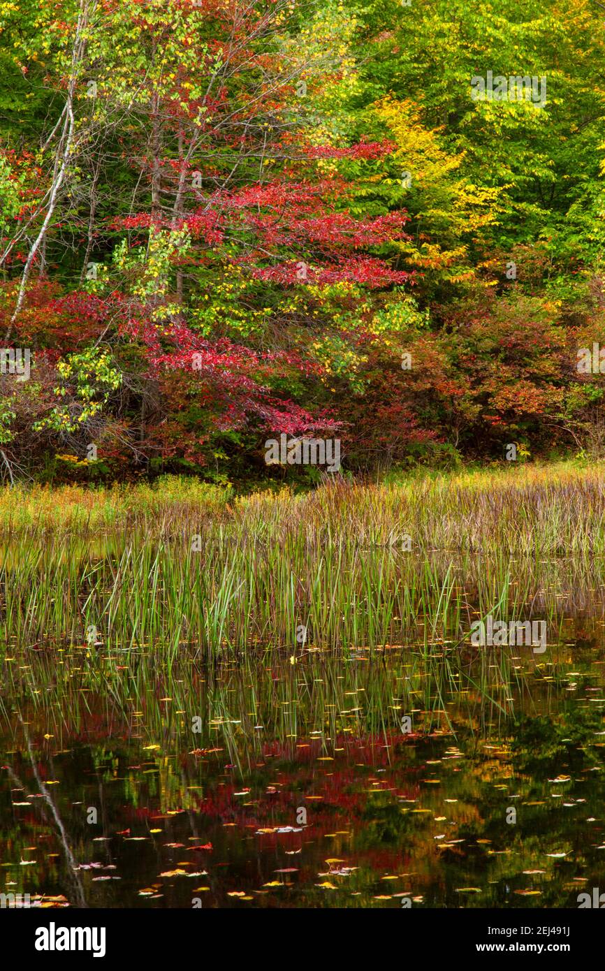 Un piccolo laghetto di boschi fatti dall'uomo costruito per l'habitat naturale sulle terre selvatiche dello stato della Pennsylvania nelle montagne di Pocono. Foto Stock