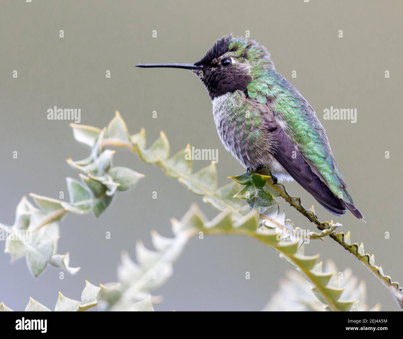 Anna's Hummingbird maschio adulto Foto Stock