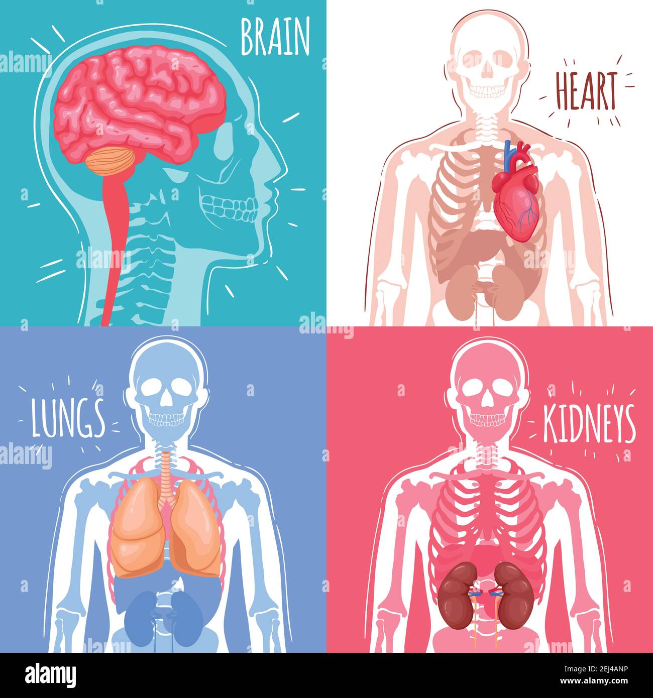 Concetto di progettazione di organi interni umani con cervello, cuore, polmoni, reni e struttura scheletrica illustrazione vettoriale isolata Illustrazione Vettoriale