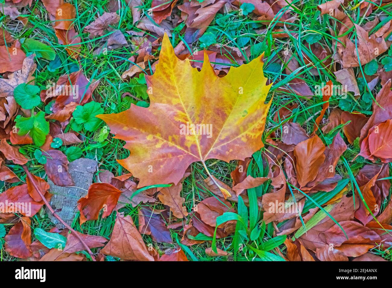 Riassunto: Autunno foglia di Sycamore giacente a terra tra altre foglie, erbe e piante cadute Foto Stock