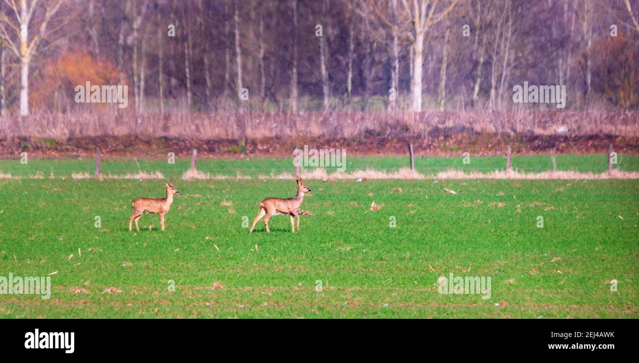 gruppo di cervi nel selvaggio Foto Stock