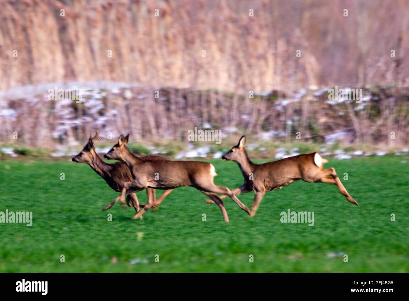 gruppo di cervi nel selvaggio Foto Stock