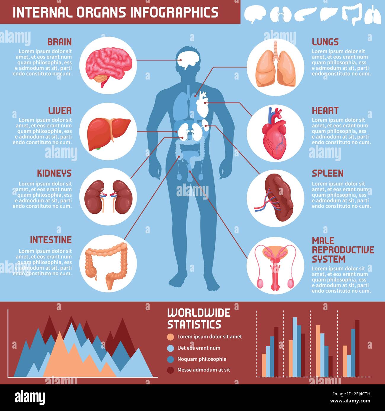 Infografiche di organi interni umani con informazioni sui sistemi digestivi, respiratori e riproduttivi nell'illustrazione vettoriale del corpo maschile Illustrazione Vettoriale