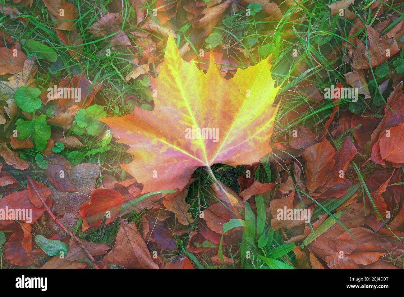 Riassunto: Autunno foglia di Sycamore giacente sul terreno che irradia un bagliore eteriale Foto Stock