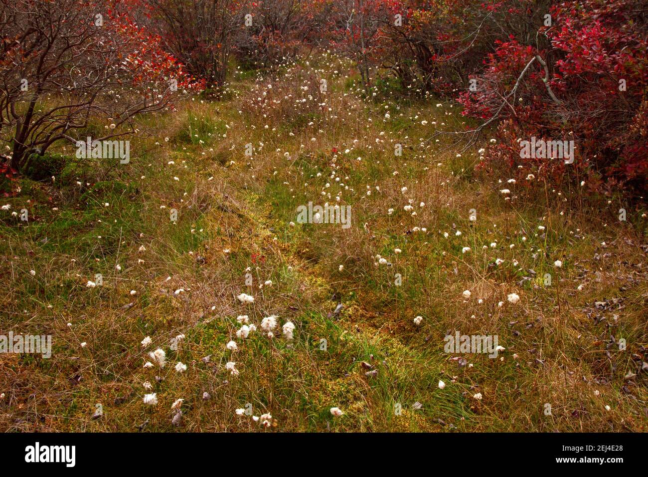 L'erba di cotone è actualy una sporgenza che cresce nelle zone umide intorno all'emisfero settentrionale ed è abuandant nell'Artico. Foto Stock