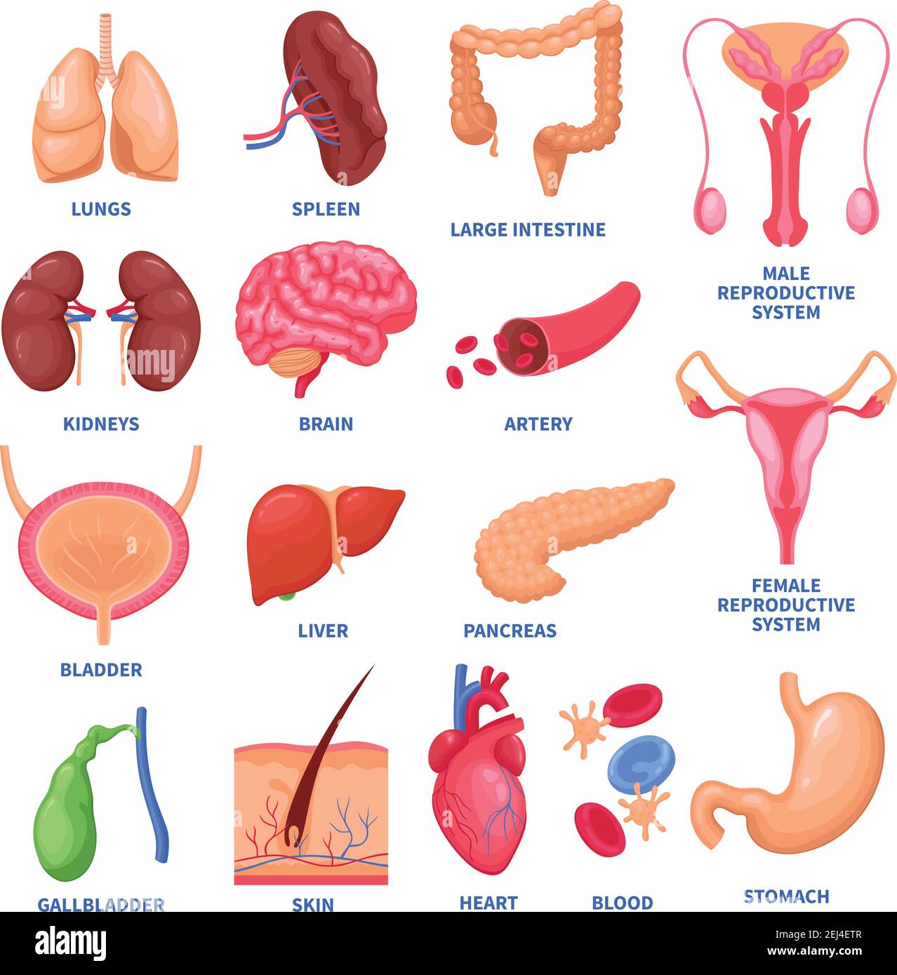 Insieme di organi interni umani, inclusi cervello, cuore, fegato, milza, reni, sistema riproduttivo, illustrazione vettoriale isolata dalla pelle Illustrazione Vettoriale