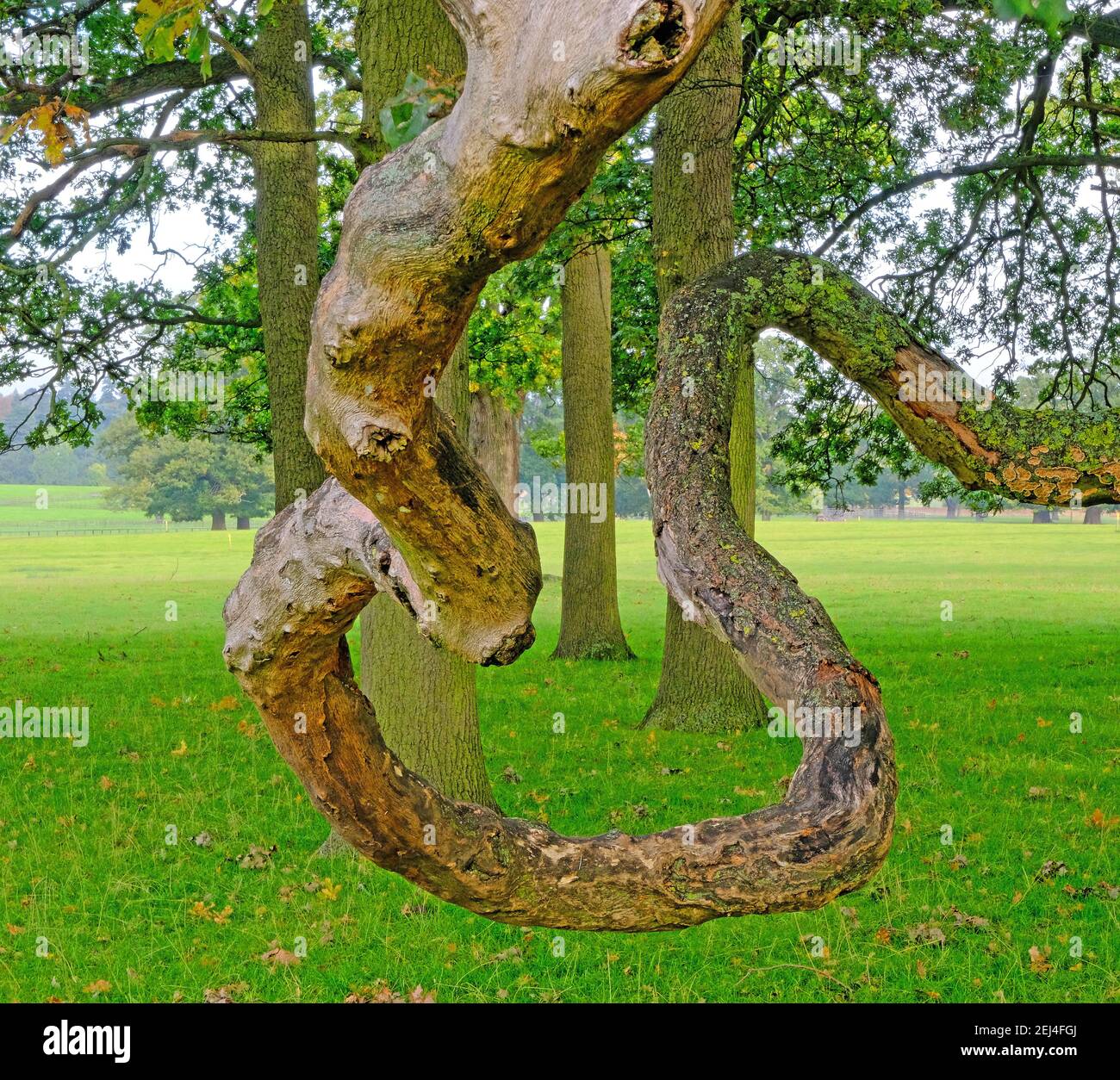 Riassunto: Ramo di vecchio albero ritorto, Inghilterra, Regno Unito Foto Stock