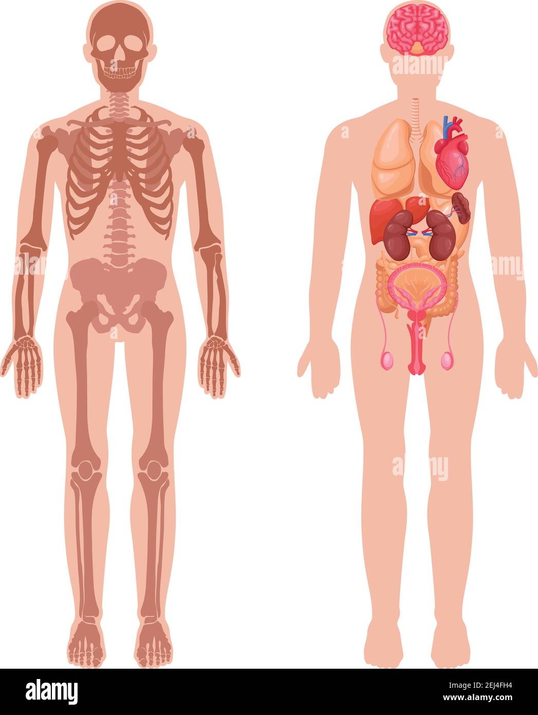Anatomia umana impostata con struttura scheletrica e organi interni in illustrazione del vettore isolato del corpo maschio Illustrazione Vettoriale