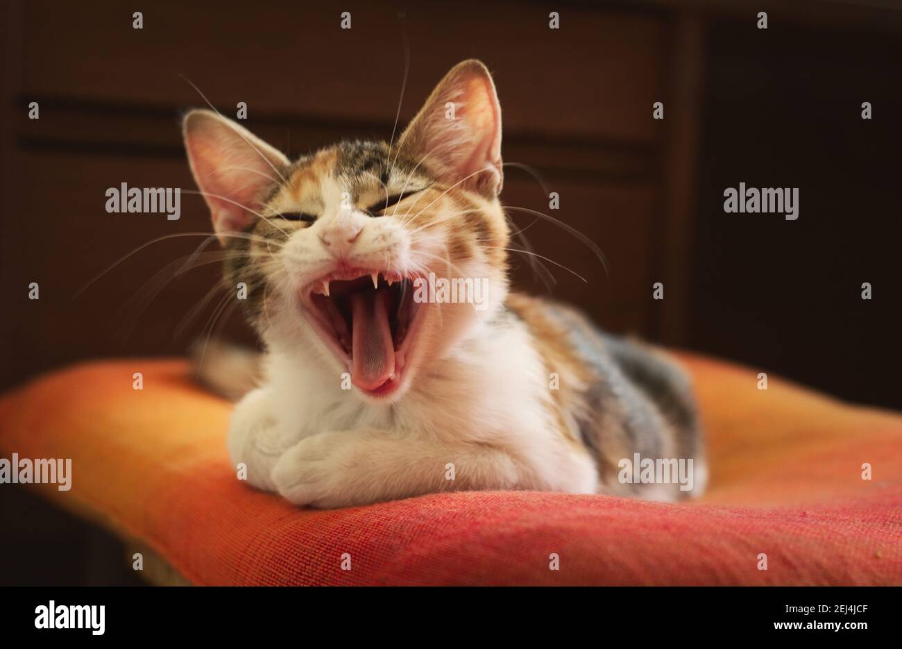 Gattino assonnato. Primo piano, scatto in studio. Foto Stock