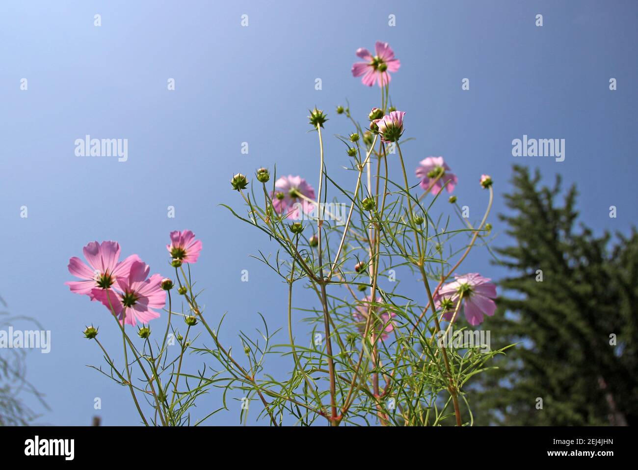 Vista fino al cielo attraverso alcuni fiori su una sottile stalk. Foto Stock