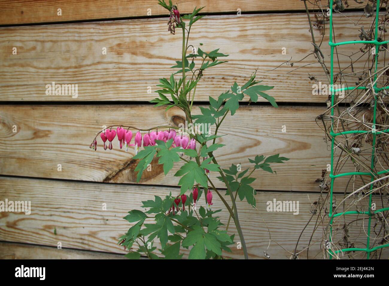 Decorare il vostro interno con l'immagine di eleganza Bush-fiore su sfondo di legno muro. Foto Stock