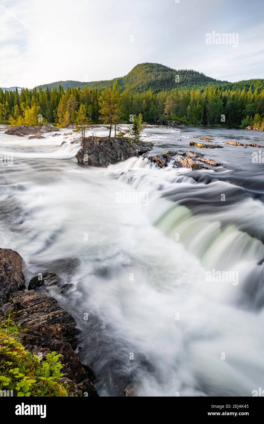 Rapide nel fiume Namsen, foresta di conifere, Namsskogan, Trondelag, Norvegia Foto Stock