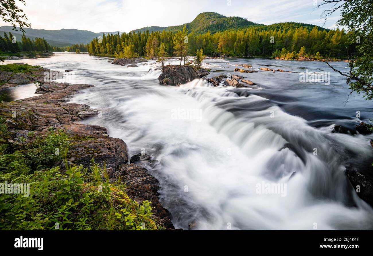 Rapide nel fiume Namsen, foresta di conifere, Namsskogan, Trondelag, Norvegia Foto Stock
