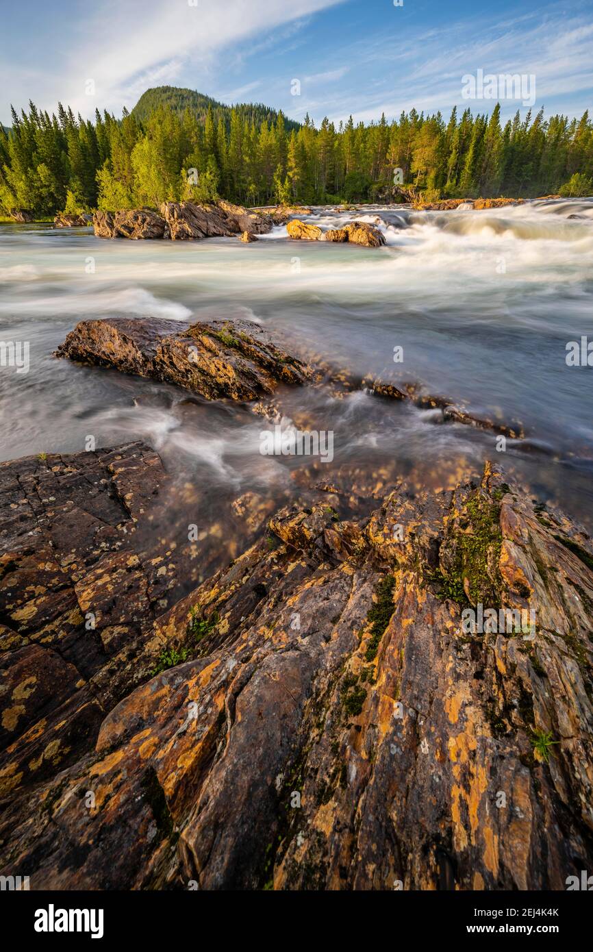 Rapide nel fiume Namsen, foresta di conifere, Namsskogan, Trondelag, Norvegia Foto Stock