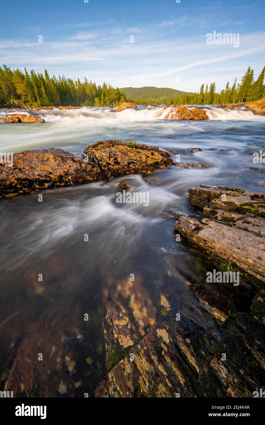 Rapide nel fiume Namsen, foresta di conifere, Namsskogan, Trondelag, Norvegia Foto Stock