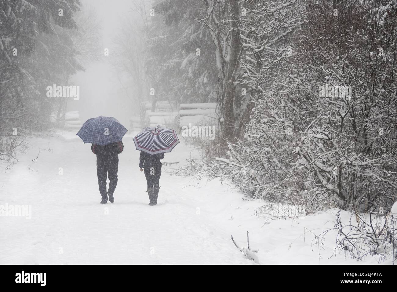 Passeggino con ombrello nella foresta in soffia di neve, Assia, Germania Foto Stock