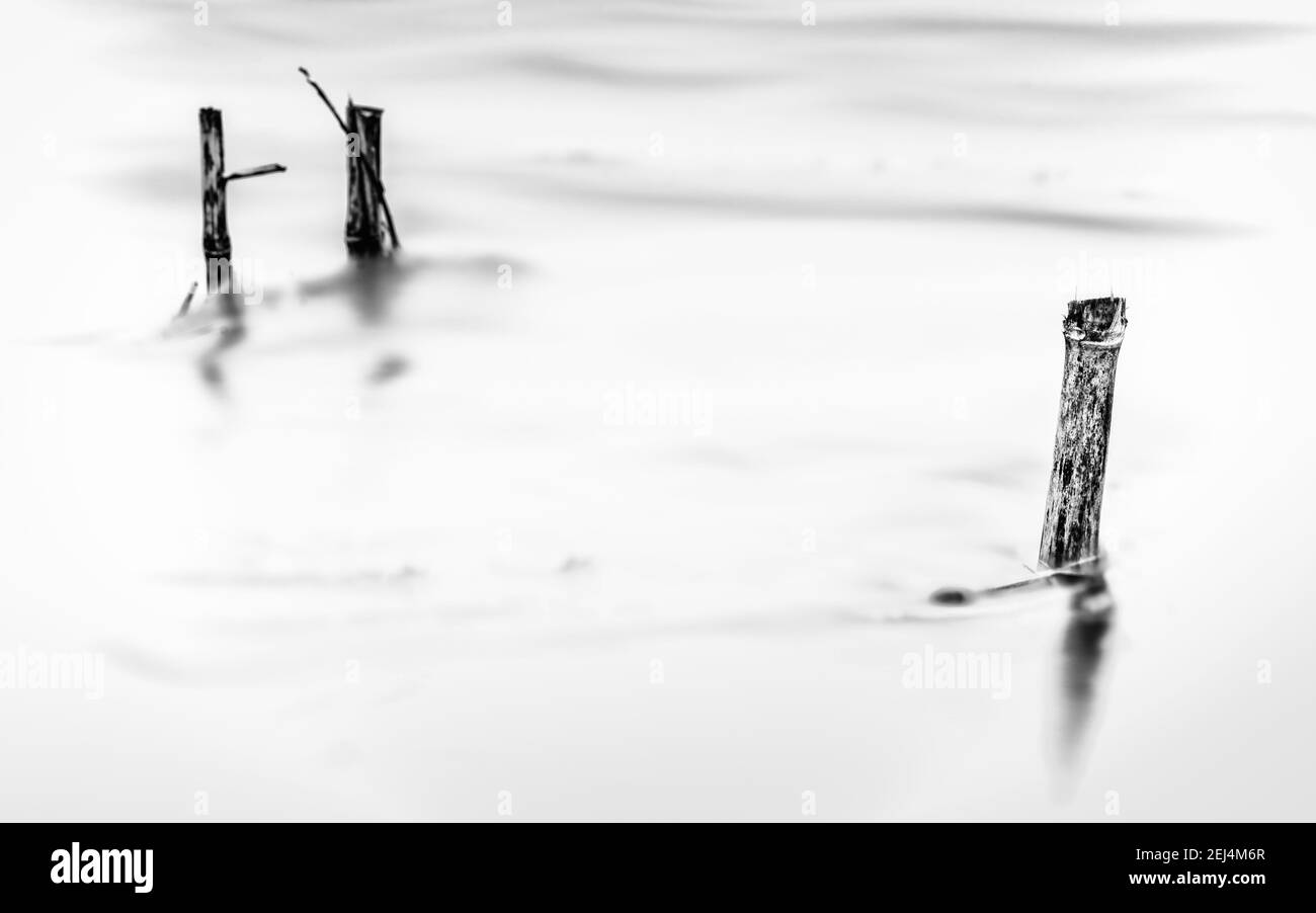 Alti livelli d'acqua del fiume IJssel che affluì le pianure alluvionali sommerge la vegetazione e gli alberi aridi invernali Foto Stock