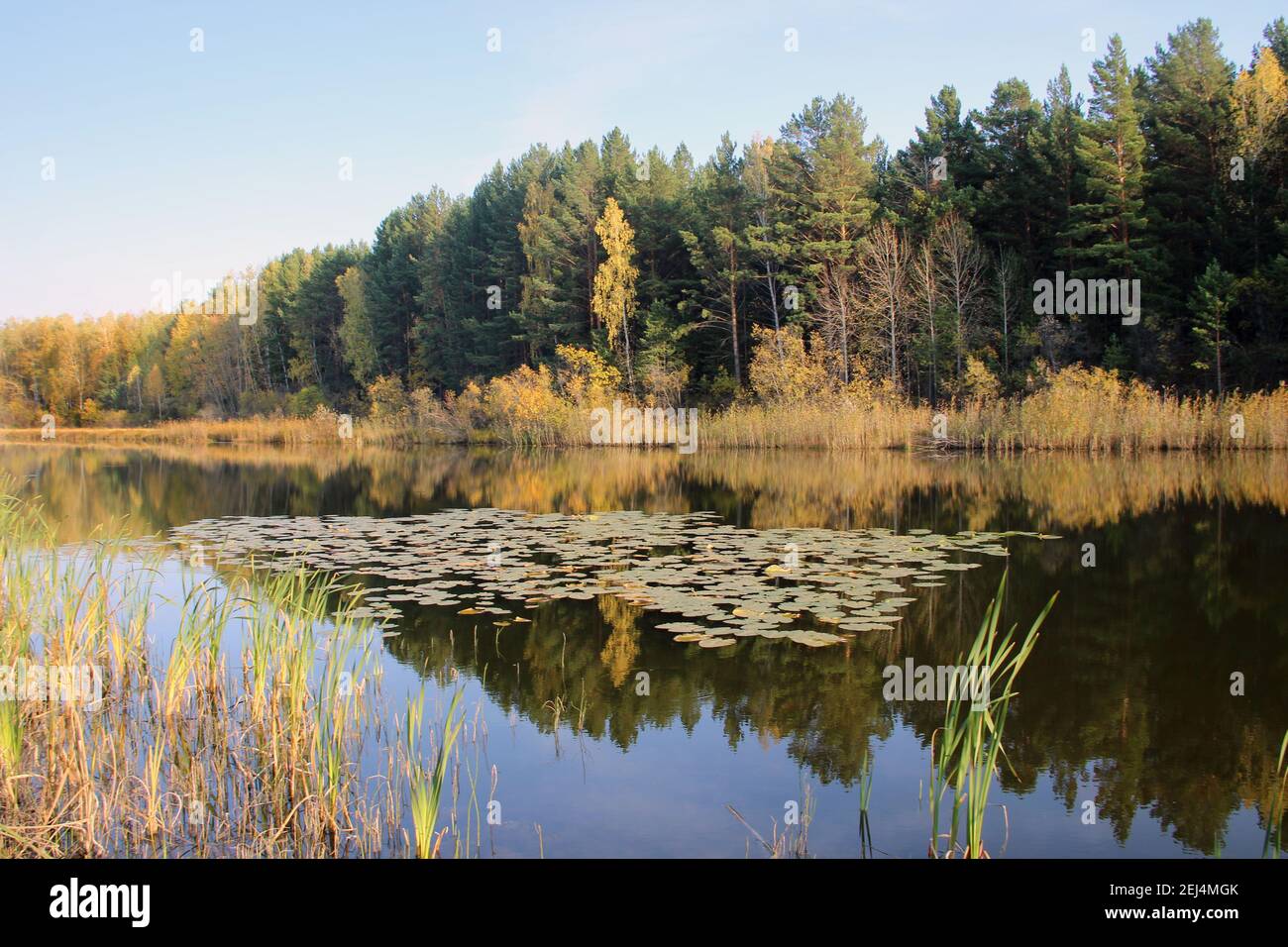 Sulla superficie speculare del lago selvaggio, le foglie di alghe giacciono senza movimento, e l'acqua riflette gli alberi e il cielo. Foto Stock
