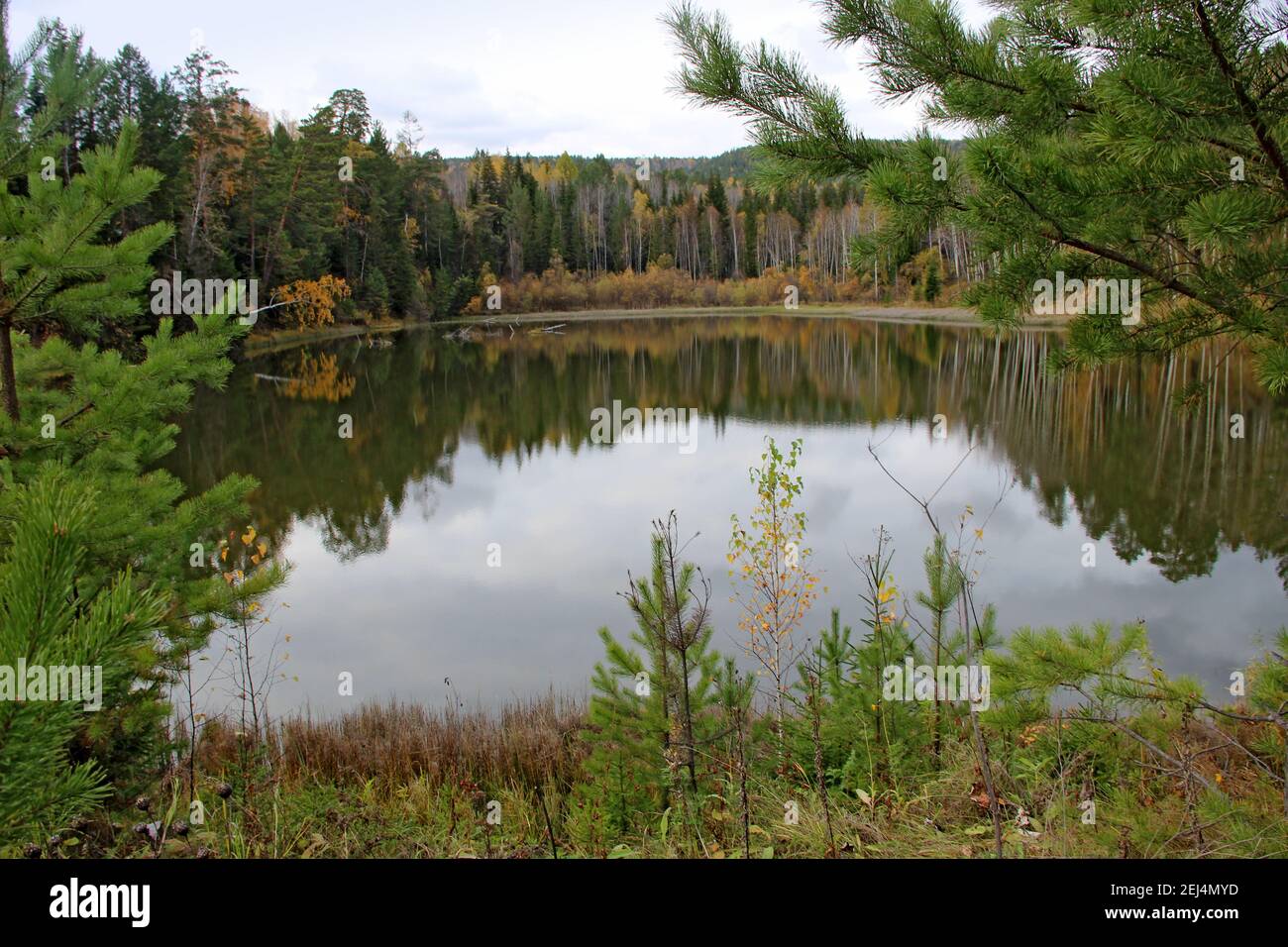 Uno sguardo attraverso l'erba sulla superficie calma del lago. Sono visibili le meraviglie della foresta autunnale. Foto Stock