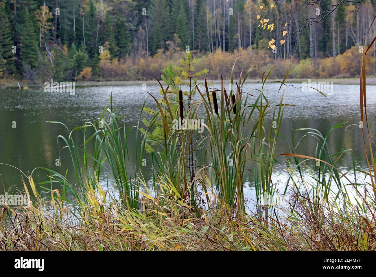 Uno sguardo attraverso l'erba alla superficie calma del lago di foresta. La costa è coperta da arbusti colorati, e dietro la foresta autunnale. Foto Stock