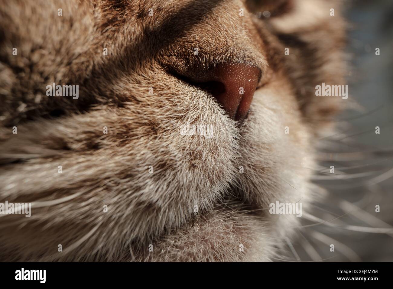 Parte del viso del gatto da vicino, naso bagnato, whiskers e bocca. Animali  crogiolarsi al sole Foto stock - Alamy