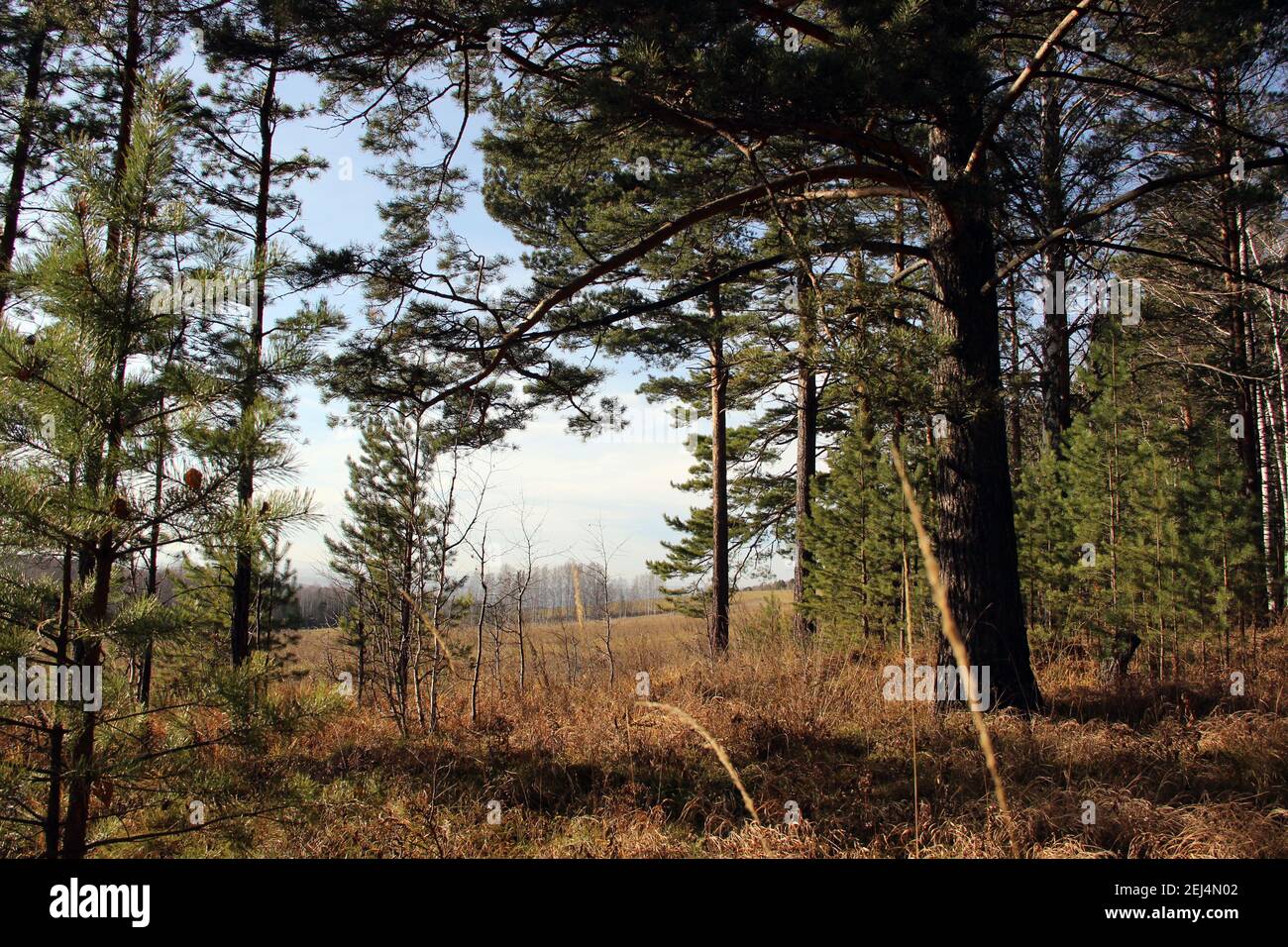 Incredibile paesaggio autunnale, dove nella foresta ci sono pini vecchi e piccoli, e un cielo blu profondo autunno. Foto Stock