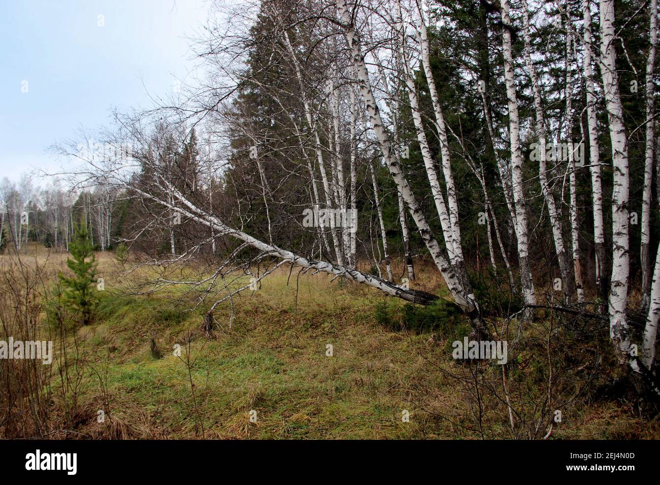 Incredibile paesaggio autunnale: Piccoli uccelli nella foresta di conifere. Foto Stock