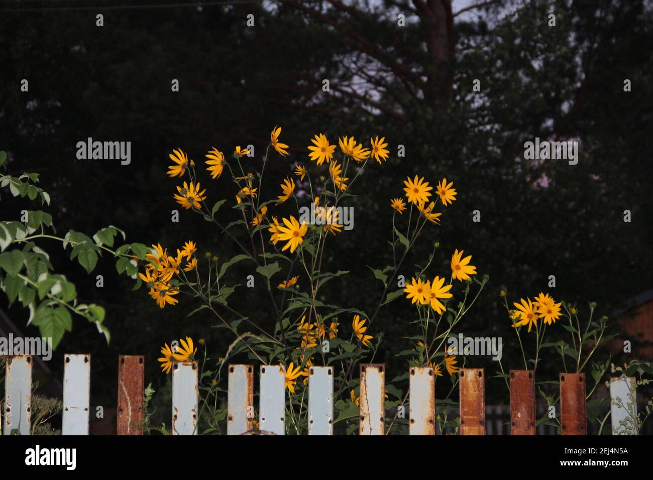 Fiori gialli modesti dietro la recinzione in acciaio arrugginito. Foto Stock