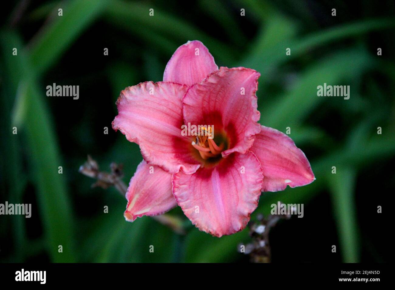 Fiore rosa sorprendente con resistenza arancione. Immagine macro. Vista dall'alto. Foto Stock