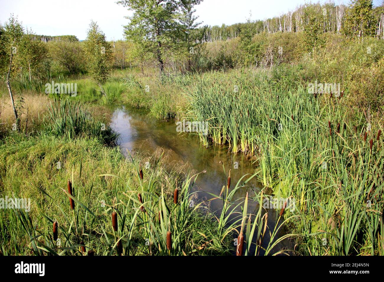 Il torrente si trasformò in una palude e si sviluppò di canne. Foto Stock