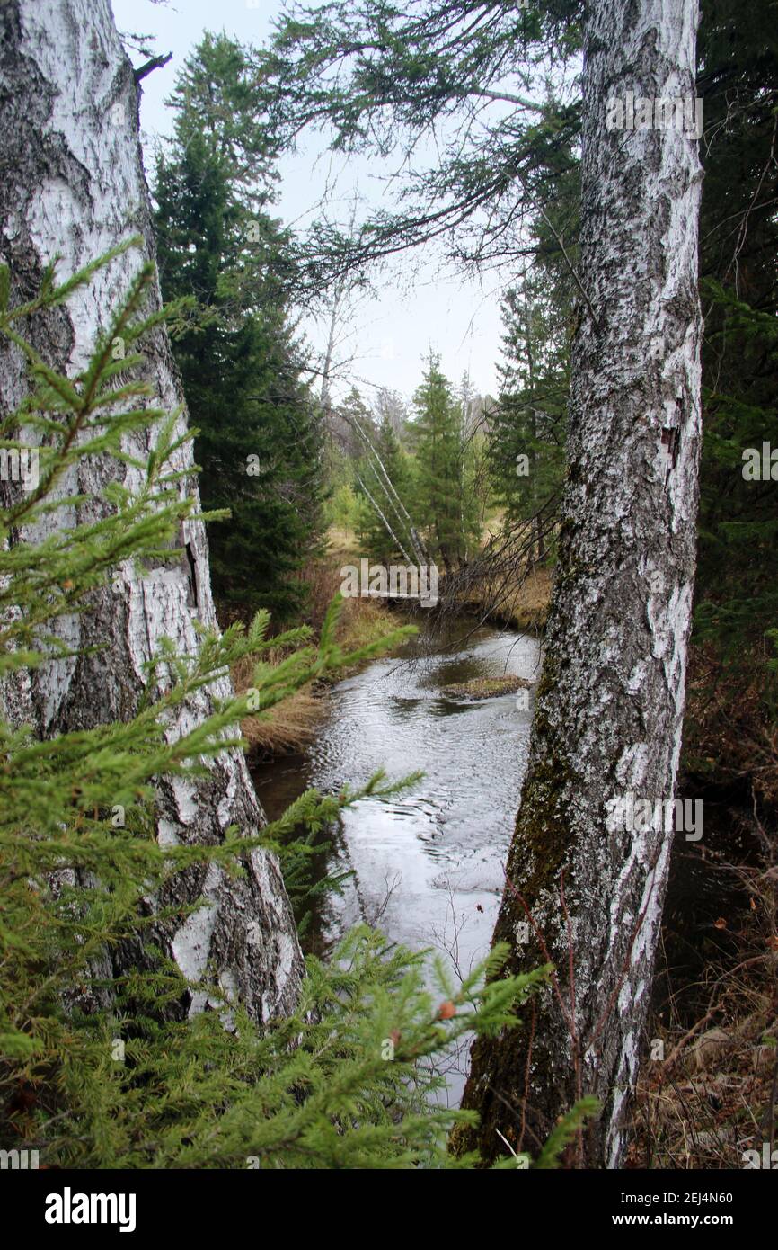 Vista insolita da dietro due birches su un ruscello nella foresta. Foto Stock
