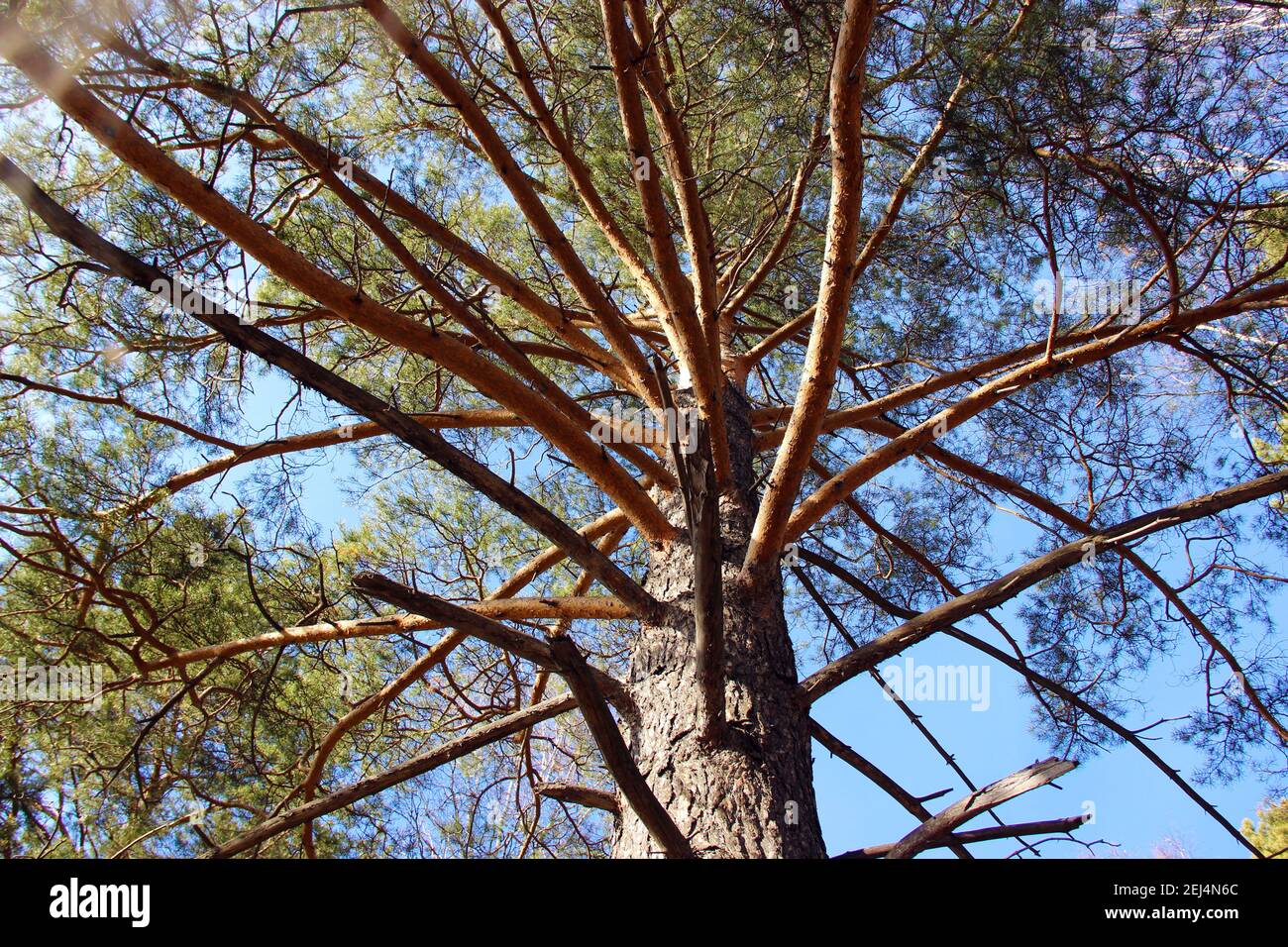Uno sguardo su un vecchio albero di pino con rami allungati nel tempo di autunno. Foto Stock