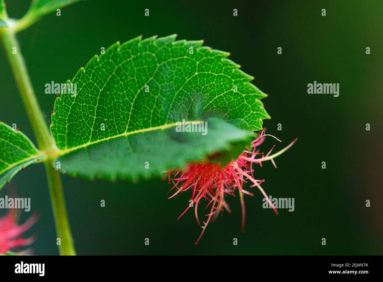 Mossyrose gall wasp (Diplolepis rosae), rosone, mela rosa, mela sonno Foto Stock