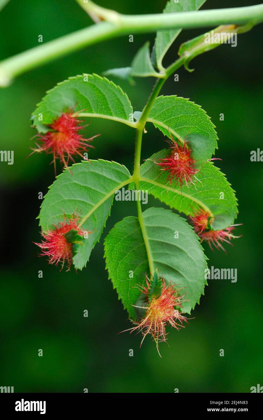 Mossyrose gall wasp (Diplolepis rosae), rosone, mela rosa, mela sonno Foto Stock