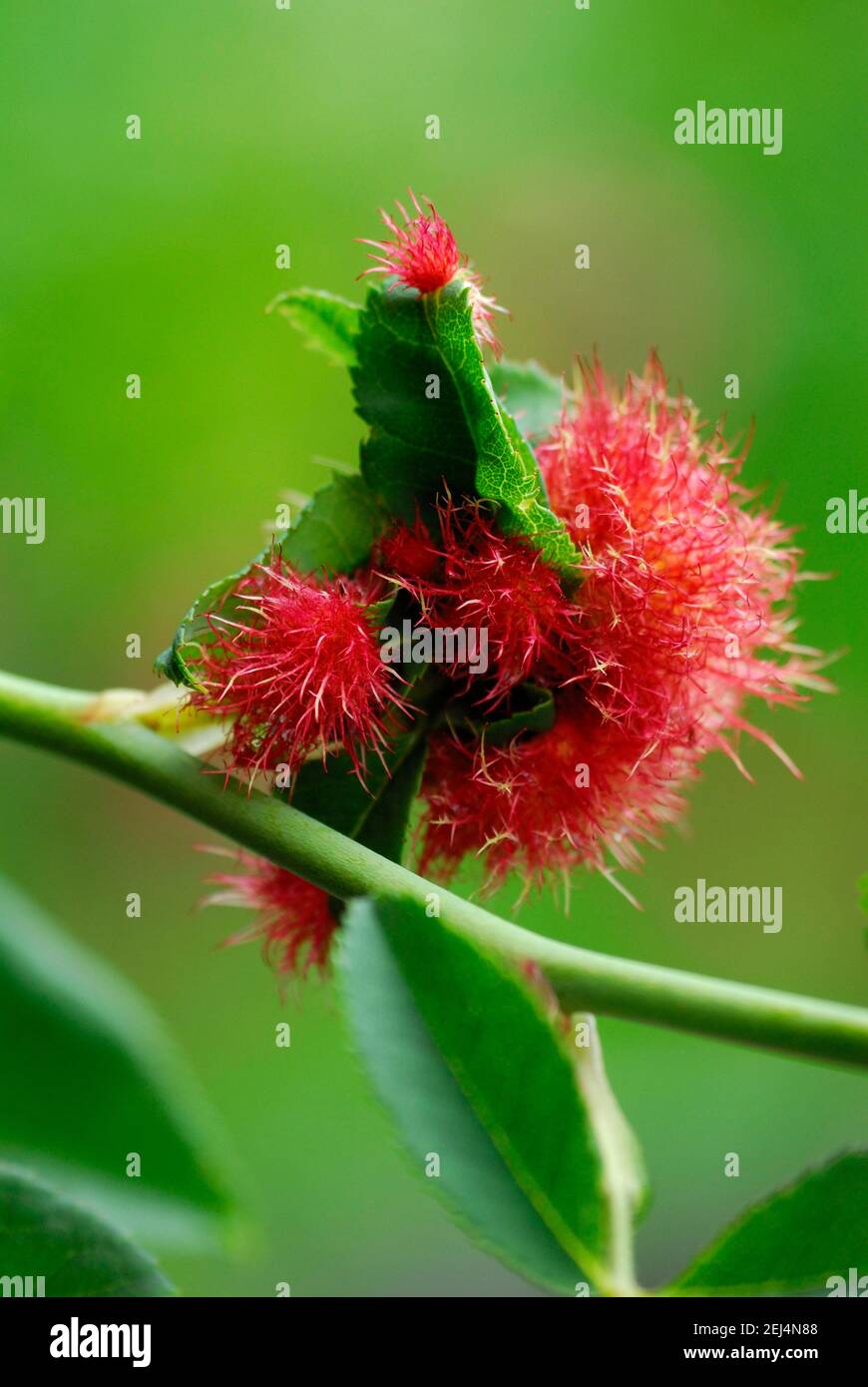 Mossyrose gall wasp (Diplolepis rosae), rosone, mela rosa, mela sonno Foto Stock